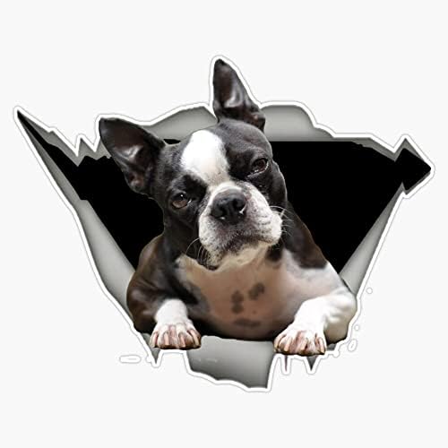 Boston Terrier Vicces, Design, Kiegészítők, Vinyl Matrica Laptop Matrica Vízálló 5