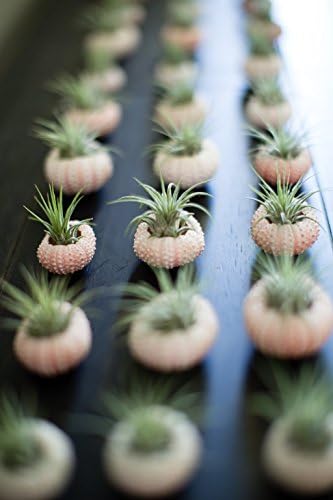 25 Egyedi Esküvői Kedvezmények - Mini Manó & Levegő Növény