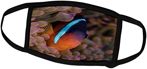 3dRose Fidzsi-szigetek. Clownfish Közt Rejtőzik a tengeri Rózsa. - Arcát Takaró (fc_314014_2)