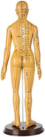 A gyógyszer Acupunctur Modell - az Emberi Akupunktúra Modell 50cm Női Akupunktúra Modell - a Gyógynövény Orvos Figura Test