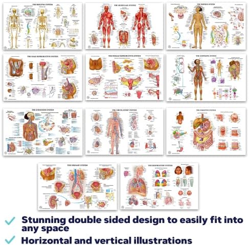 11 Emberi Anatómia Plakátok - Orvosi Plakátok, Csontváz, Férfi, Női, Izmos, Keringési, Nyirok, Reproduktív, Ideges Gyomor -,