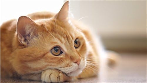 Közös Egészségügyi Macskák - Hip, illetve a Közös Támogatás - Macskák Treat - Fejlett, Egészséges Formula - glükózamin Macska