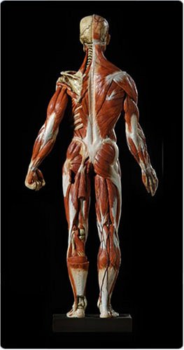 Orvosi Minőségű Anatómiai Izom-Modell - az Izmok az Emberi Test