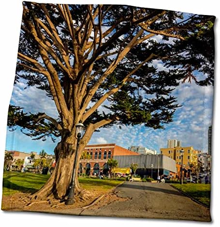 3dRose Monterey cypress park, Fishermans Wharf, San Francisco, Kalifornia - Törölköző (twl-258857-3)