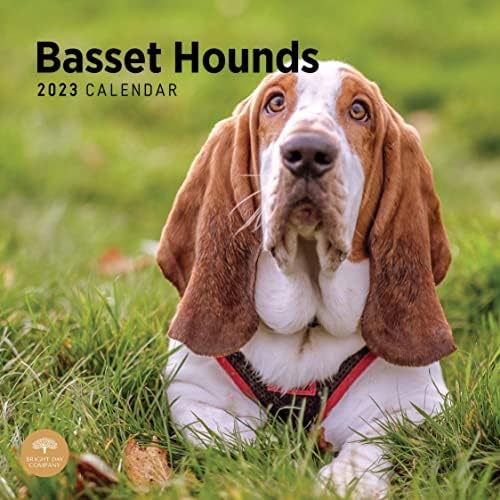 2023 Basset hound Fali Naptár által Fényes Nap, 12x12 Inch